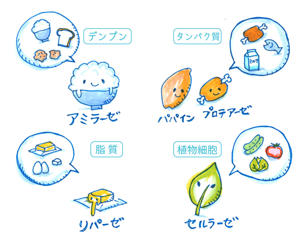 天然酵素とは Azseed Japan