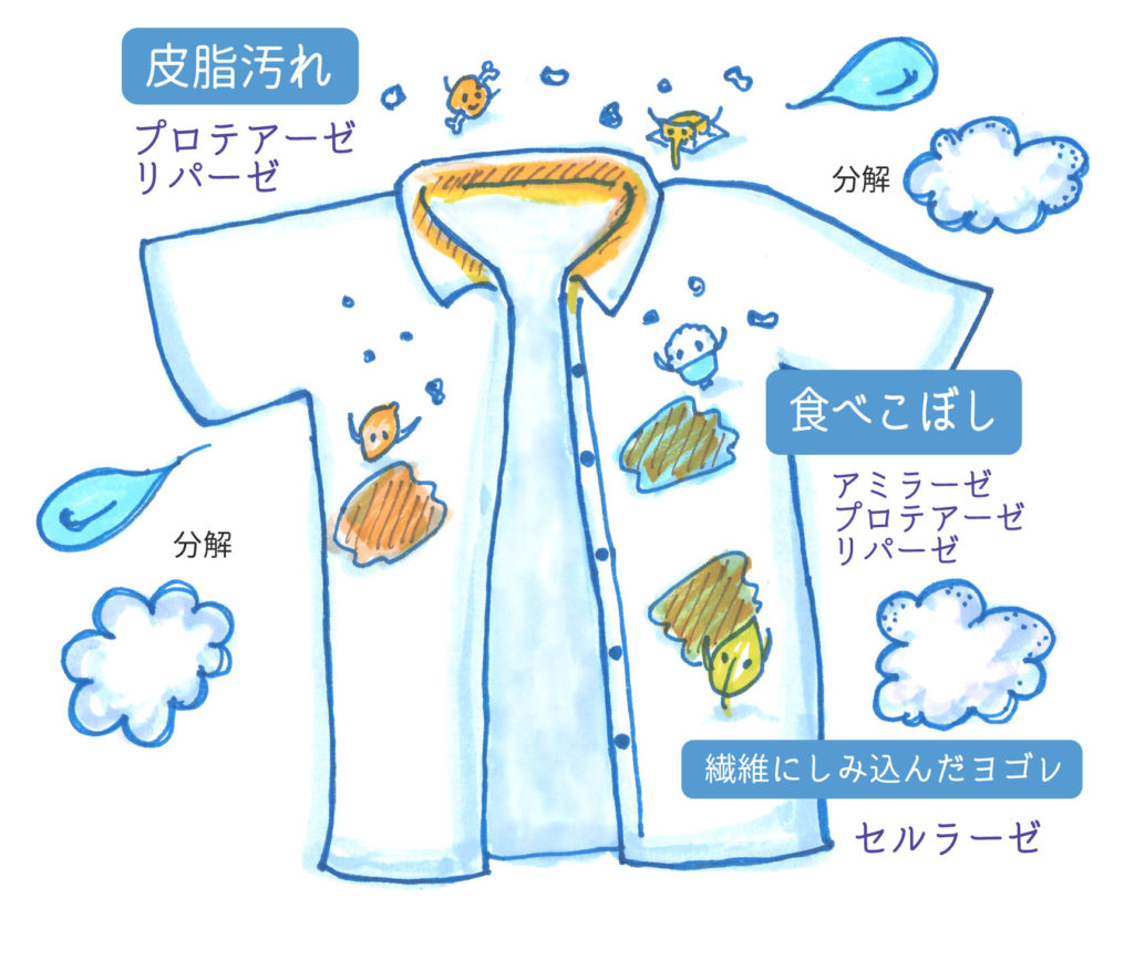 天然酵素とは Azseed Japan