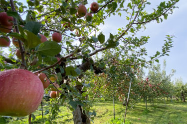 りんご食べ比べセットの季節到来！